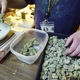 Image for article titled Get Psyched for the First Stoner Super Bowl